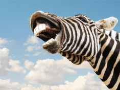 stock-photo-91174331-zebra-happy-lougthing.jpg