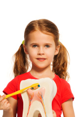 stock-photo-92748221-girl-with-pigtails-holding-tooth-model-and-brush.jpg
